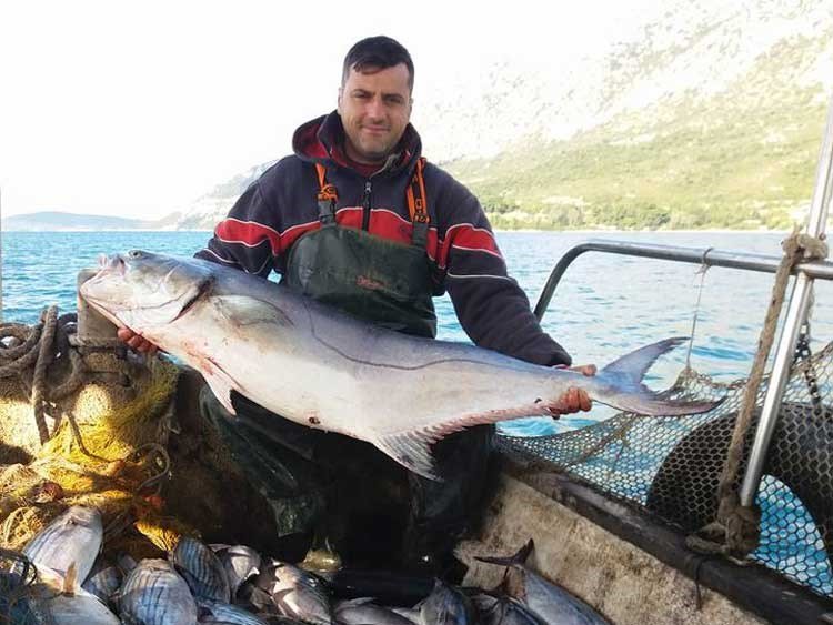 Πρέβεζα: Ψαράς «σήκωσε» καλαμάρι 8 κιλών [εικόνες] | iefimerida.gr 1