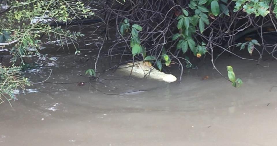 Βρέθηκε σπάνιος λευκός κροκόδειλος σε ποτάμι της Αυστραλίας [εικόνες]  | iefimerida.gr 2