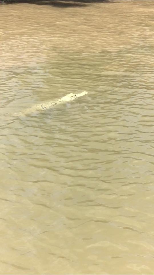 Βρέθηκε σπάνιος λευκός κροκόδειλος σε ποτάμι της Αυστραλίας [εικόνες]  | iefimerida.gr 0