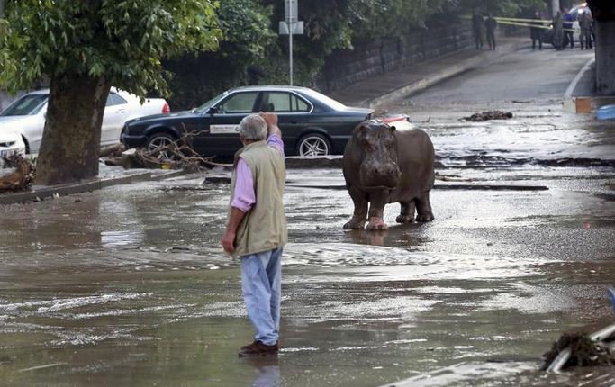   Τραγικό: Τίγρης που απέδρασε από το ζωολογικό κήπο στην Τιφλίδα σκότωσε έναν άνδρα [εικόνες] | iefimerida.gr 8