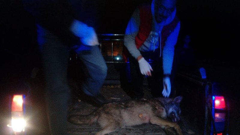 Νεκρή λύκαινα σε τροχαίο στην Καστοριά [εικόνες] | iefimerida.gr 0