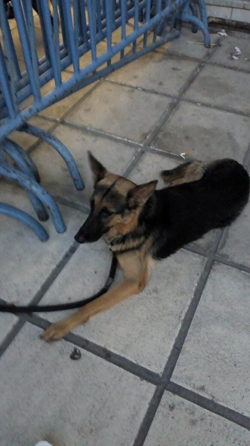 Ασυνείδητος πέταξε τον σκύλο του στον Θερμαϊκό! [εικόνες] | iefimerida.gr 1