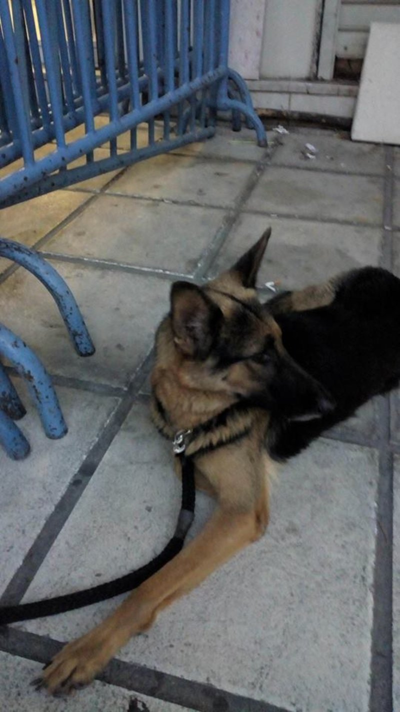 Ασυνείδητος πέταξε τον σκύλο του στον Θερμαϊκό! [εικόνες] | iefimerida.gr 0