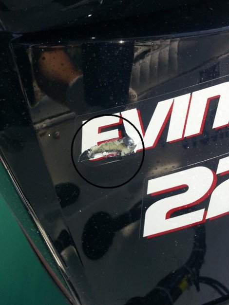 Αγρια καταδίωξη Τούρκων δουλεμπόρων με πυροβολισμούς ανοιχτά της Ψερίμου -Τραυματίστηκε λιμενικός [εικόνες] | iefimerida.gr 2