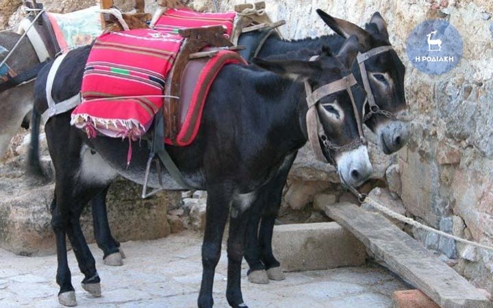 Το ΣΔΟΕ έκοψε πρόστιμα στα... γαϊδουράκια της Λίνδου | iefimerida.gr 0