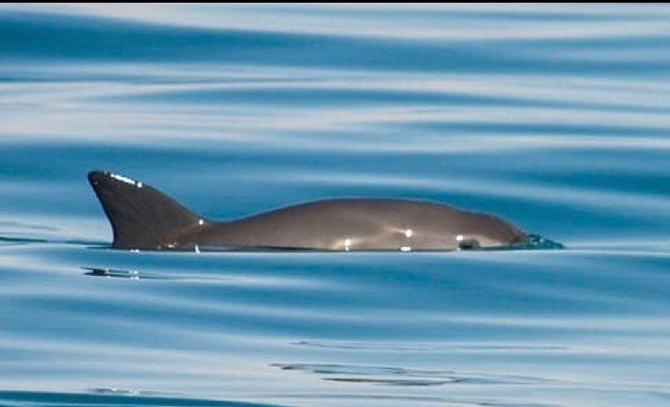 Ο ΝτιΚάπριο συνεργάζεται με τον πρόεδρο του Μεξικό για τη διάσωση σπάνιου θηλαστικού [εικόνες]  | iefimerida.gr 3