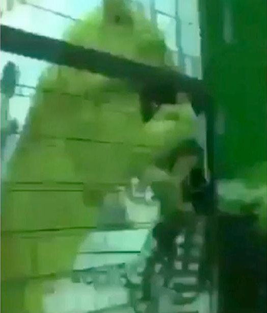 Εικόνες-σοκ: Λιοντάρι επιτίθεται σε κοριτσάκι στη Σ. Αραβία [βίντεο]  | iefimerida.gr 0