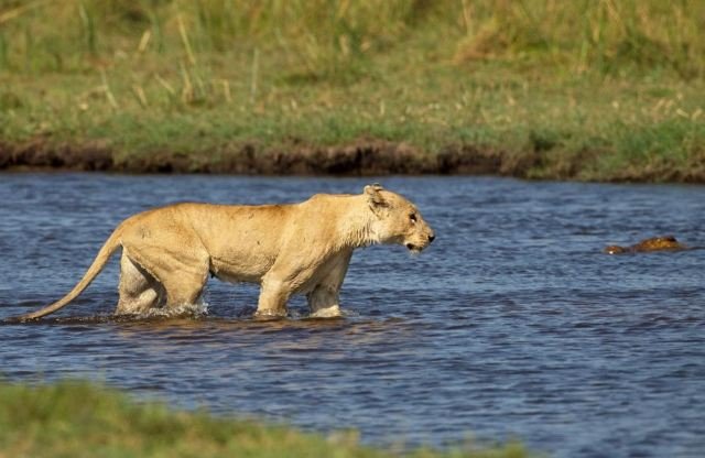 Λέαινα τα βάζει με κροκόδειλο για να προστατέψει τα μικρά της [εικόνες] | iefimerida.gr 1