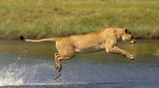Λέαινα τα βάζει με κροκόδειλο για να προστατέψει τα μικρά της [εικόνες] | iefimerida.gr 3