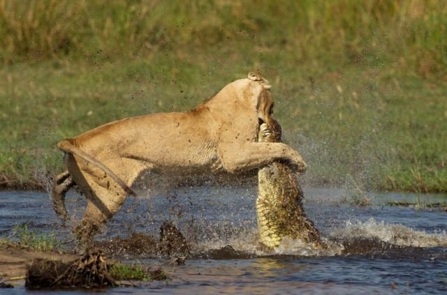Λέαινα τα βάζει με κροκόδειλο για να προστατέψει τα μικρά της [εικόνες] | iefimerida.gr 4