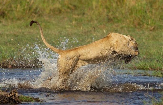Λέαινα τα βάζει με κροκόδειλο για να προστατέψει τα μικρά της [εικόνες] | iefimerida.gr 6