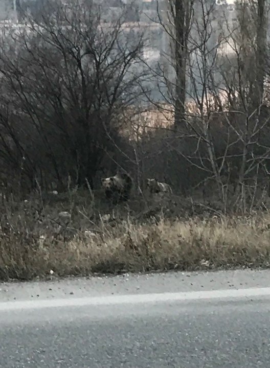 Δυο αρκουδάκια έφτασαν μέχρι την πόλη της Καστοριάς [εικόνες] | iefimerida.gr 1