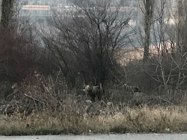 Δυο αρκουδάκια έφτασαν μέχρι την πόλη της Καστοριάς [εικόνες] | iefimerida.gr 0