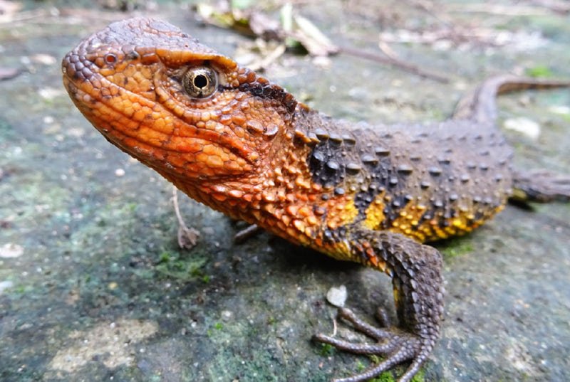 Νέα είδη υπό εξαφάνιση ανακάλυψαν επιστήμονες στη Καμπότζη [εικόνες] | iefimerida.gr 0