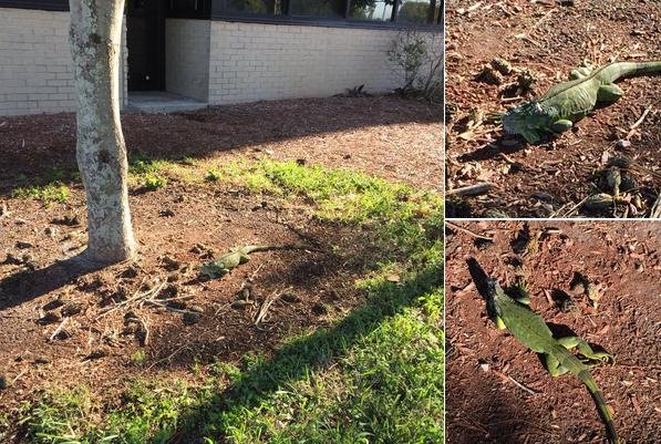 Στον πάγο η Φλόριντα: Κατεψυγμένα Ιγκουάνα πέφτουν από τα δέντρα [εικόνες]  | iefimerida.gr 0