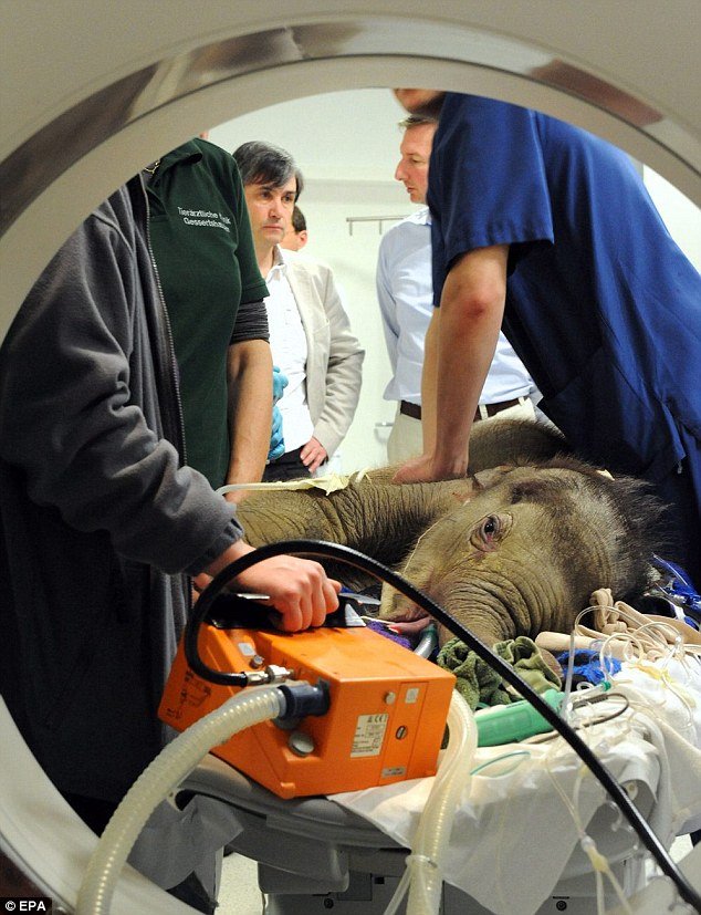 Ελέφαντες αποχαιρετούν ελεφαντάκι που πέθανε από καρδιακή ανεπάρκεια [εικόνες] | iefimerida.gr 0