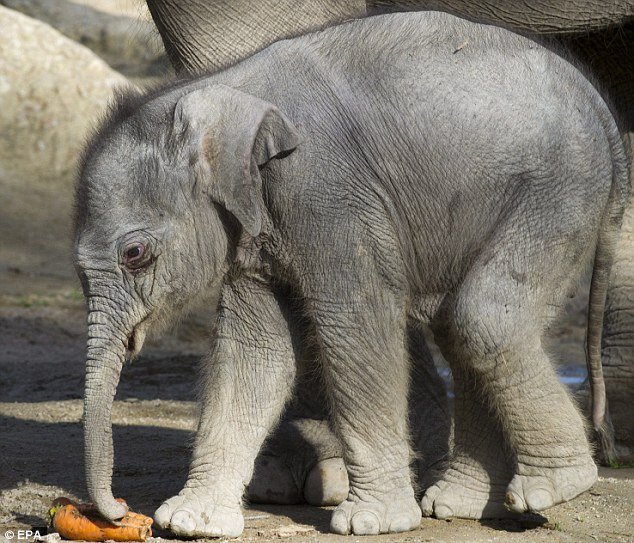 Ελέφαντες αποχαιρετούν ελεφαντάκι που πέθανε από καρδιακή ανεπάρκεια [εικόνες] | iefimerida.gr 2