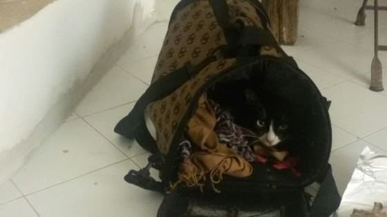 Μια γάτα μετανάστης -Η πρώτη που φθάνει σώα από το Σουδάν στη Λαμπεντούζα [εικόνες & βίντεο] | iefimerida.gr 0