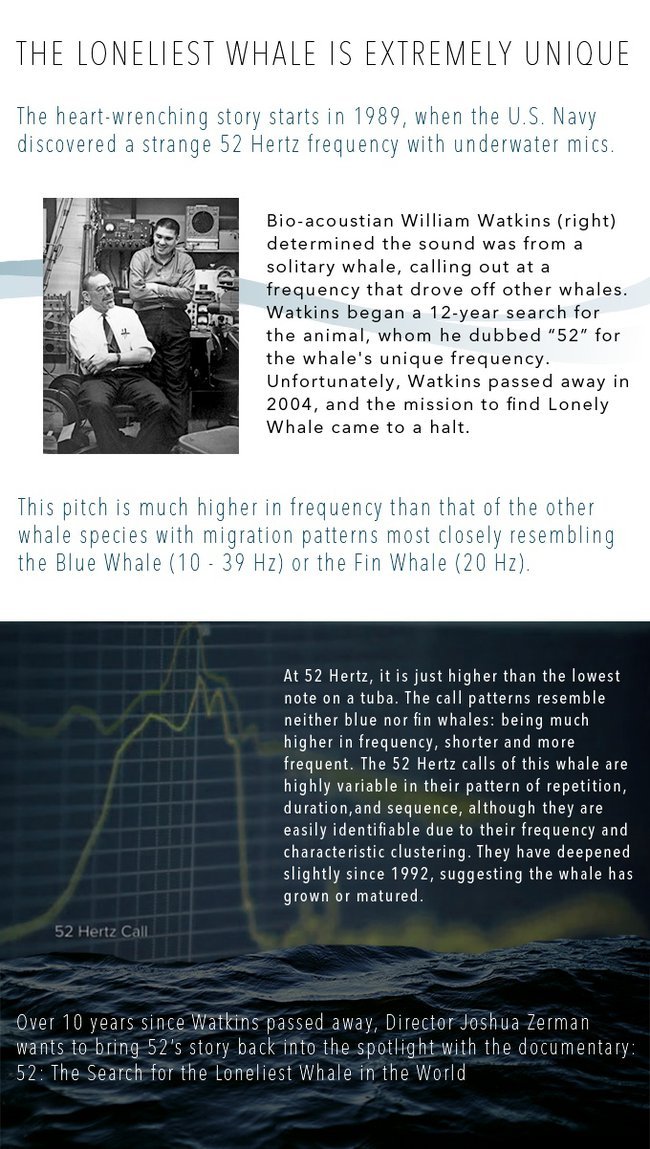 Ο Ντι Κάπριο δίνει 50.000 δολάρια για να βρεθεί η πιο μοναχική φάλαινα του κόσμου [εικόνες] | iefimerida.gr 0