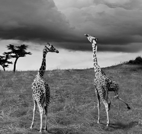 «Φωτογράφος της Χρονιάς» ανακυρήχθηκε σε διεθνή διαγωνισμό ο Λώτσος [εικόνες] | iefimerida.gr 0