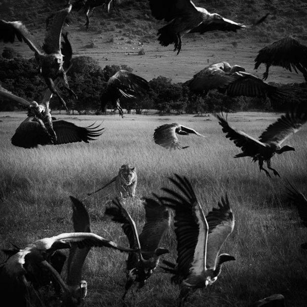 «Φωτογράφος της Χρονιάς» ανακυρήχθηκε σε διεθνή διαγωνισμό ο Λώτσος [εικόνες] | iefimerida.gr 1