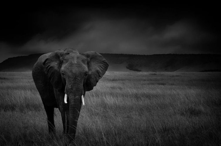 «Φωτογράφος της Χρονιάς» ανακυρήχθηκε σε διεθνή διαγωνισμό ο Λώτσος [εικόνες] | iefimerida.gr 2