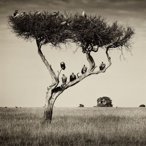 «Φωτογράφος της Χρονιάς» ανακυρήχθηκε σε διεθνή διαγωνισμό ο Λώτσος [εικόνες] | iefimerida.gr 3