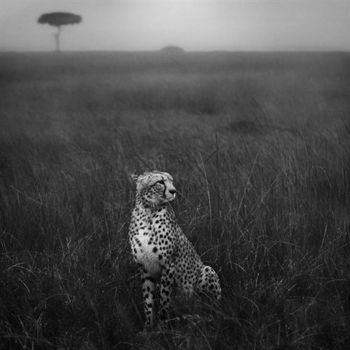 «Φωτογράφος της Χρονιάς» ανακυρήχθηκε σε διεθνή διαγωνισμό ο Λώτσος [εικόνες] | iefimerida.gr 4