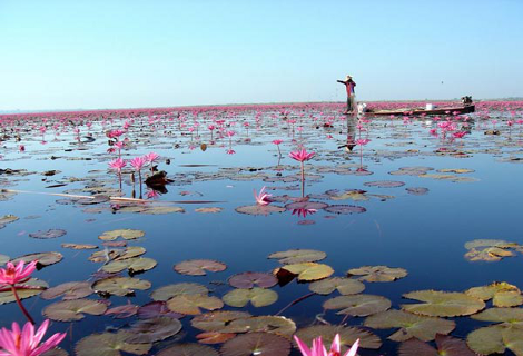 Η σαγηνευτική λίμνη των λωτών, μαγνητίζει τα βλέμματα και κάνει τους ταξιδιώτες να ξεχνούν [εικόνες&βίντεο] | iefimerida.gr 0