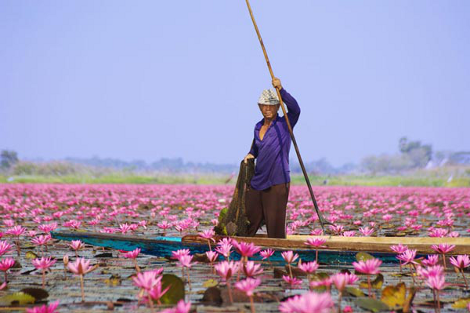 Η σαγηνευτική λίμνη των λωτών, μαγνητίζει τα βλέμματα και κάνει τους ταξιδιώτες να ξεχνούν [εικόνες&βίντεο] | iefimerida.gr 1
