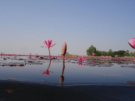 Η σαγηνευτική λίμνη των λωτών, μαγνητίζει τα βλέμματα και κάνει τους ταξιδιώτες να ξεχνούν [εικόνες&βίντεο] | iefimerida.gr 2