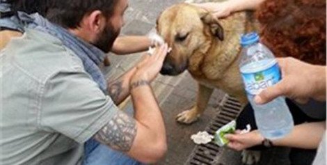 Ο «Λουκάνικος» της πλατείας Ταξίμ φοράει μάσκα, γυαλιά και μαζεύει και σκουπίδια... [εικόνες] | iefimerida.gr 0