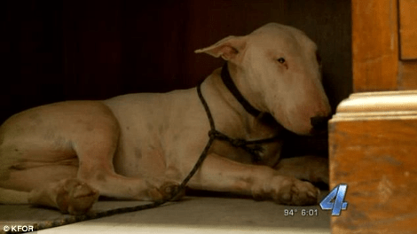 Σκυλί θρηνεί τον νεκρό ιδιοκτήτη του: Εμεινε δίπλα του μέσα στον καύσωνα μέχρι που το απομάκρυναν με το ζόρι [βίντεο&εικόνες] | iefimerida.gr 3