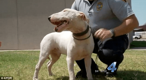 Σκυλί θρηνεί τον νεκρό ιδιοκτήτη του: Εμεινε δίπλα του μέσα στον καύσωνα μέχρι που το απομάκρυναν με το ζόρι [βίντεο&εικόνες] | iefimerida.gr 4