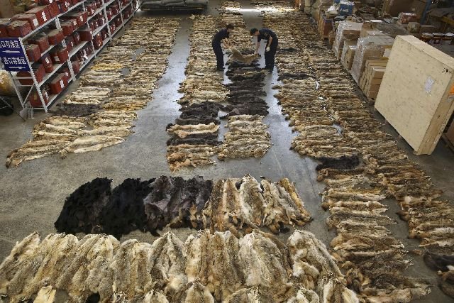 Σάλο προκαλεί το λαθρεμπόριο δερμάτων λύκου από την Ελλάδα στην Κίνα [εικόνες]  | iefimerida.gr 0