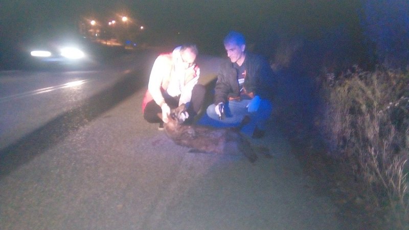 Νεκρή λύκαινα σε τροχαίο στην Καστοριά [εικόνες] | iefimerida.gr 1