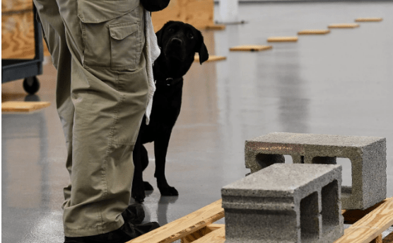 Γιατί η CIA απέλυσε τη Λουλού το λαμπραντόρ [εικόνες]  | iefimerida.gr 0