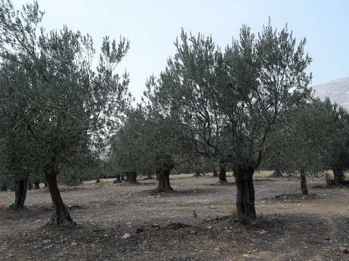 Ξεκινά το καλοκαίρι στην Επίδαυρο το Λύκειο Αρχαίου Δράματος -Διεθνούς φήμης οι καθηγητές | iefimerida.gr 0