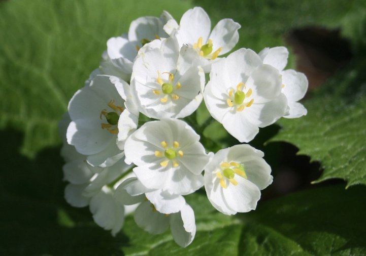 Μαγική μεταμόρφωση - Το λουλούδι που με λίγες σταγόνες βροχής γίνεται... διάφανο [εικόνες & βίντεο] | iefimerida.gr 2