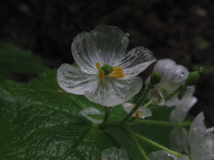 Μαγική μεταμόρφωση - Το λουλούδι που με λίγες σταγόνες βροχής γίνεται... διάφανο [εικόνες & βίντεο] | iefimerida.gr 1