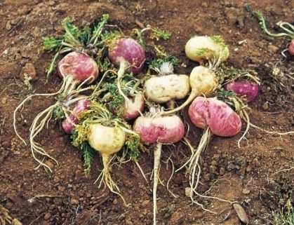 Αυτά είναι τα 7 «μαγικά» υπερ-φαγητά από το Περού που καθυστερούν τη γήρανση [εικόνες] | iefimerida.gr 0