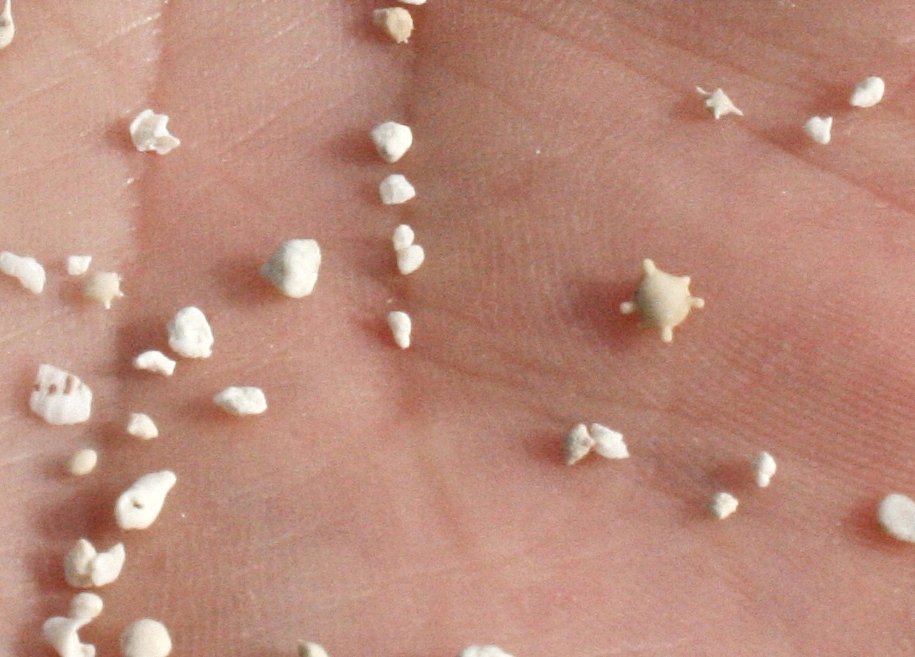 Η παραλία των σκελετών: Ενα εντυπωσιακό φαινόμενο στην Ιαπωνία [εικόνες] | iefimerida.gr 0