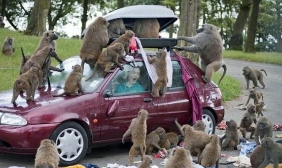 Όταν τα ζώα επιτίθενται εκεί που δεν το περιμένεις! [εικόνες] | iefimerida.gr 8