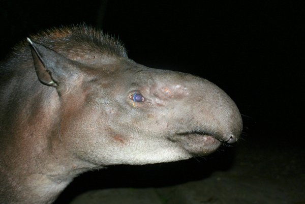 Πυγμαίος τάπιρος – Αυτό είναι το μεγαλύτερο ζώο που ανακαλύφθηκε εδώ και δεκαετίες [εικόνες]  | iefimerida.gr 3