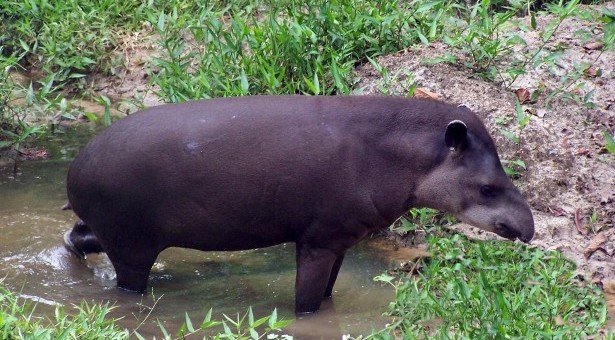 Πυγμαίος τάπιρος – Αυτό είναι το μεγαλύτερο ζώο που ανακαλύφθηκε εδώ και δεκαετίες [εικόνες]  | iefimerida.gr 4