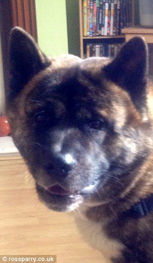 Ασύλληπτη αγριότητα: Πήρε για βόλτα το σκύλο φίλης του και τον σκότωσε με τσεκούρι [σκληρές εικόνες] | iefimerida.gr 1