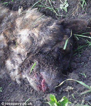 Ασύλληπτη αγριότητα: Πήρε για βόλτα το σκύλο φίλης του και τον σκότωσε με τσεκούρι [σκληρές εικόνες] | iefimerida.gr 3