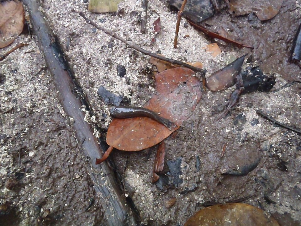 Αυτό είναι το ψάρι που ζει έξω από το νερό [εικόνες&βίντεο] | iefimerida.gr 2