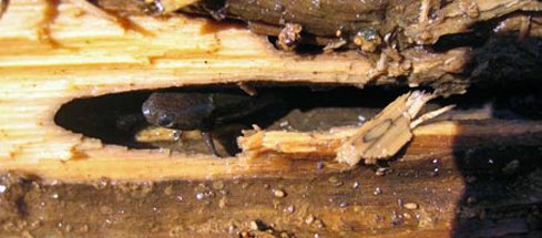 Αυτό είναι το ψάρι που ζει έξω από το νερό [εικόνες&βίντεο] | iefimerida.gr 1