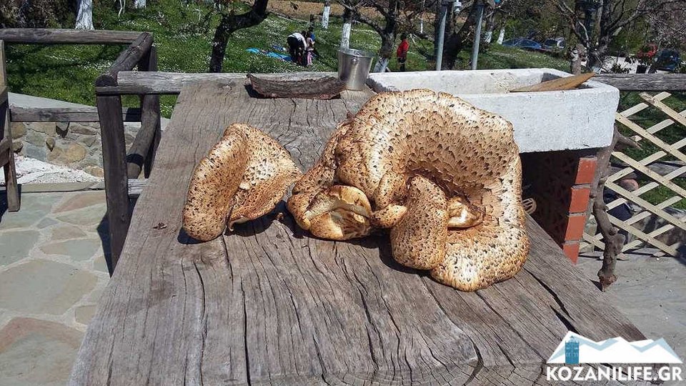 Μανιτάρι-γίγας στην Καρδίτσα -Ζυγίζει οκτώ κιλά [εικόνες] | iefimerida.gr 2